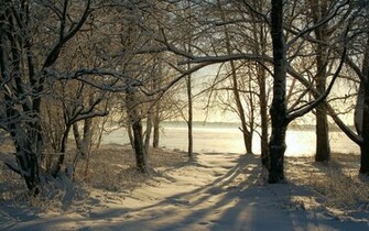 Winter Trees Wallpaper
