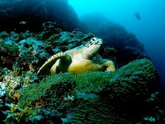 Photo Green Sea Turtle