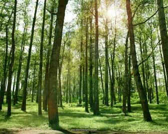 Forest Wallpaper