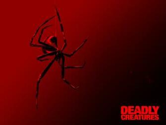 Black Widow Spider Rnb Wallpaper