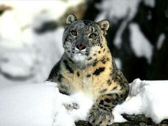 Animals Wallpaper Snow Leopard