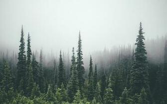 Tree Line Via Classy Bro With Image