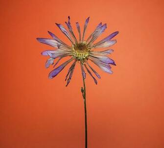 Purple Flower Orange Background Photograph By Daniel Hernandez