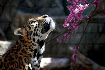 Cave Tigers Wild Animals Wallpaper Cat Best Gallery
