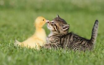 Funny Animals Wallpaper HD In Imageci