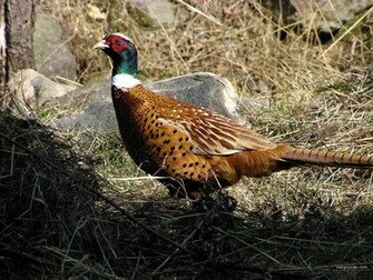 Pheasants