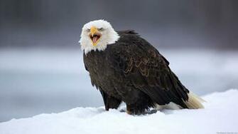 Animals HD Wallpaper Full 1080p