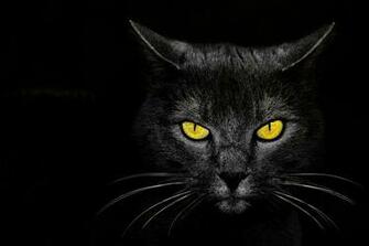 Kill Wallpaper Black Cat Eyes Background HD Photo