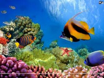 Aquatic Wallpaper