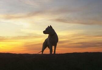 Dogo Argentino Wallpaper HD