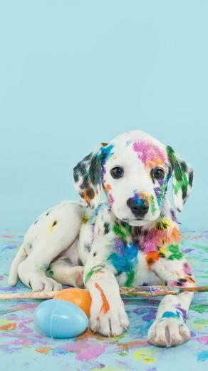 Rainbow Spotted Dalmatian Puppy Got Into Paint Wallpaper