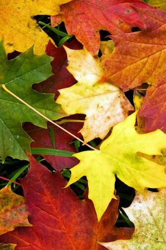 Ios7 Autumn Leaves Fall Parallax HD iPhone iPad Wallpaper