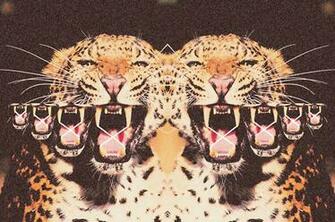 Dope Tiger Photoshop Duplicate Clones