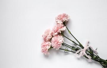 Wallpaper Flowers Pink Wood Carnation Image For