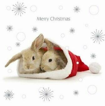 Cute Lop Bunny Rabbit In Santa Hat Snuggle Bunnies Merry Christmas
