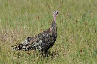 Wild Turkey Eastern Hen