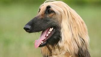 Afghan Hound Wallpaper X Net