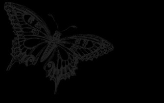 Butterfly Black Grey Cute Wallpaper Background Picture And Layout