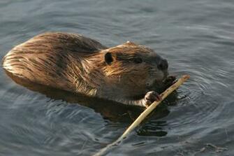 Wildlife Of The World Beaver Animal Facts Wallpaper