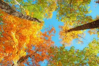 Fall Foliage Desktop Wallpaper Net