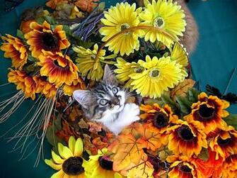 Cat Eye Kitten HDwallpaper Wallpaper Animals Jpg