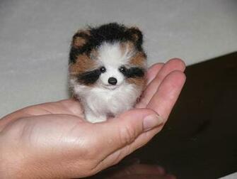 M5xeuminiature Short Haired Pomeranian Murah Pictures