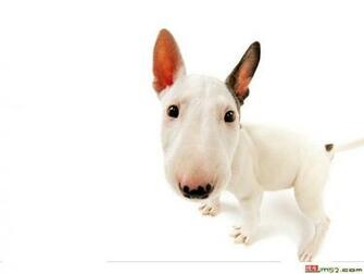 Bull Terrier Wallpaper Pc 674i6ux 4usky