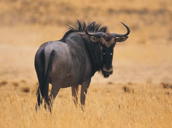 The Wildebeest Wallpaper