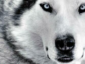 White Wolf Wallpaper