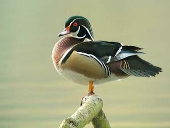 File Male Wood Duck Aix Sponsa Parc Du Rouge Clo Tre Brussels