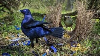 Bowerbird Wallpaper Animal Hq Pictures 4k