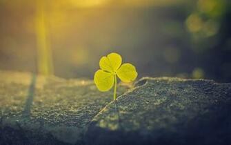 Clover Wallpaper Pictures Image