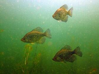 Crappie Wallpaper Fish Fry Day Black