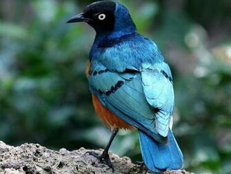 Blue Bird High Quality And Resolution Wallpaper On