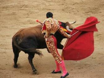 Bull Fighting HD Wallpaper