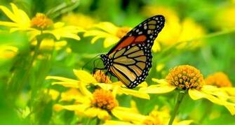 Yellow Flowers And A Butterfly Wallpaper55 Best Wallpaper