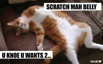 Pre Lol Cat Wallpaper