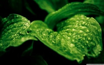 Rainforest HD Wallpaper Check Out The Cool