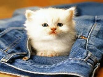 Sweet Cat Screensaver Screensavers