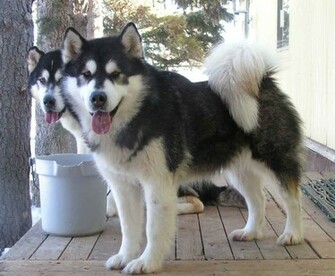 Giant Alaskan Malamute Cool Wallpaper Dogbreedswallpaper
