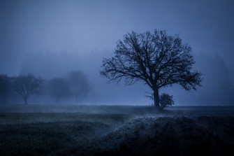 Field Fog Trees Blue Weather Cold 4k 5k Resolution HD Wallpaper Image