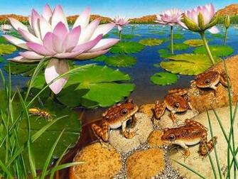 Frog Screensaver Screensavers