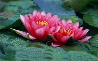 Lotus Flowers Wallpaper HD Topwallpaper