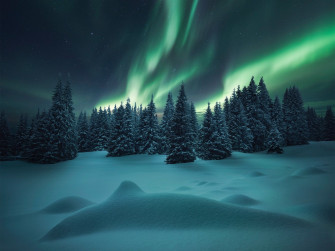 Snowy Forest Night Wallpaper