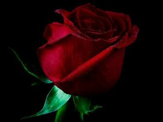 Single Red Rose Wallpaper Background