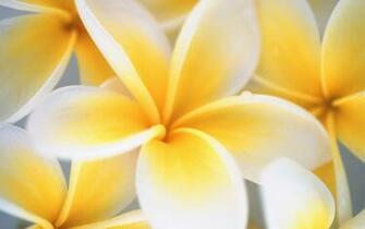 Cool Yellow Flowers Wallpaper