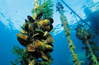 Aquaculture New Zealand Geographic