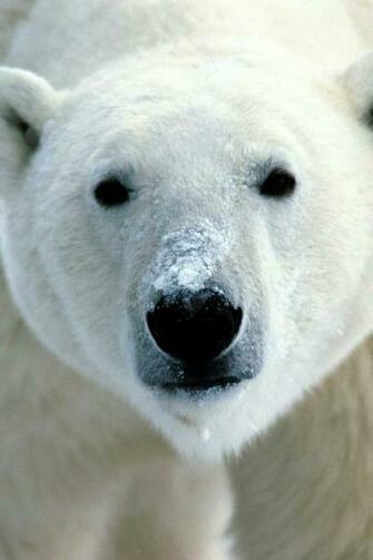 Bear iPhone Wallpaper And 4s GoiPhonewallpaper