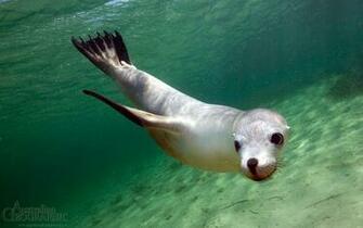 Beautiful Collection Sea Lion Wallpaper High Resolution