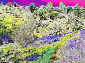 Psychedelic Nature Category Wallpaper Image